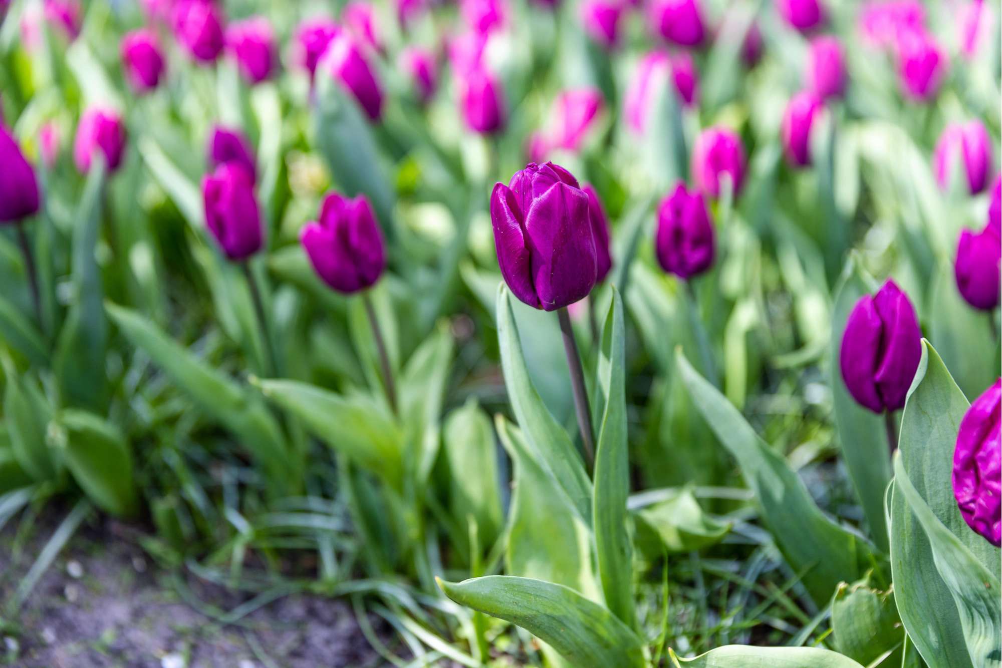 Tulpe 'Purple Prince'